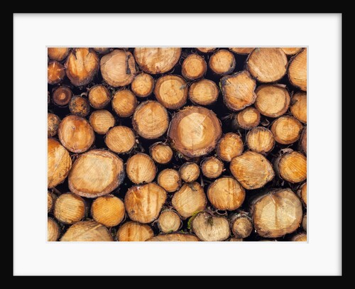 Wood logs by Assaf Frank